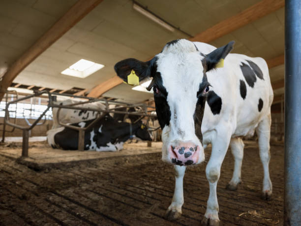 istock black and white spotted cows inside barn on dutch farm in holland 1155479507