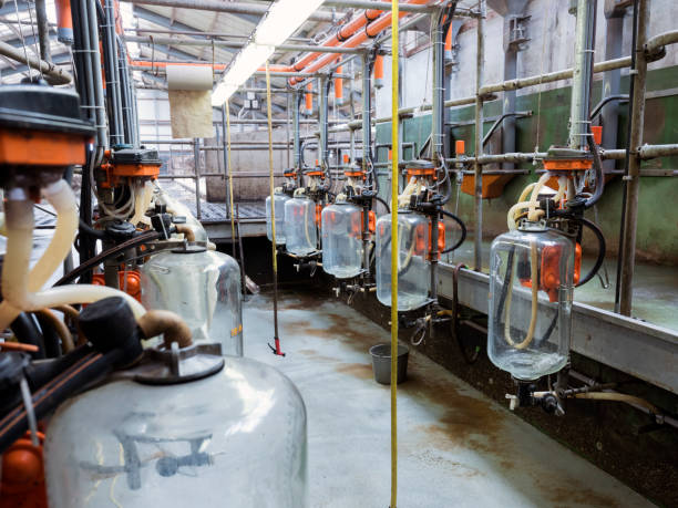 istock empty milking parlour on dutch farm in holland 1155479512