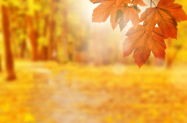 istock Autumn background. Yellow leaf in autumn park on a blurred background 1155481054