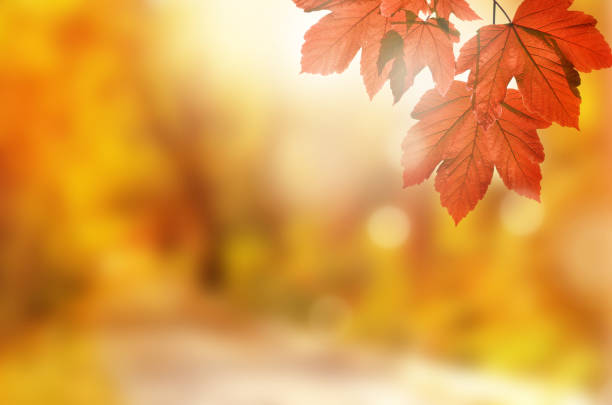 istock Autumn background. Yellow leaf in autumn park on a blurred background 1155481057