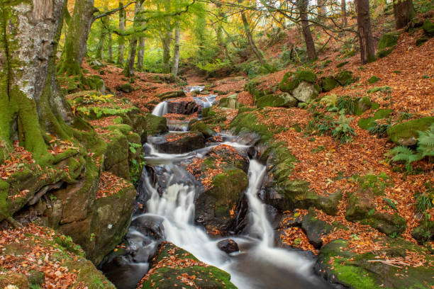 istock River Tumbling Through Autumn Woodland, Cloughlea, County Wicklow 1155481071