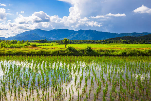 istock Rice Farm in Northern Thailand 1155482066