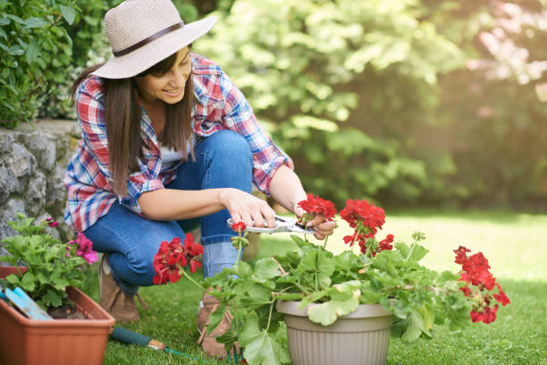 Woman pruning flowers in backyard stock photo