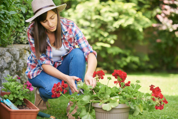 istock Woman pruning flowers in backyard 1155482757