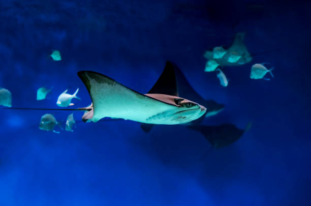 istock Stingray swims in the blue water surrounded by fish. 1155483859