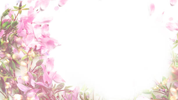 istock Blossom pink flowers on white background. 1155484020