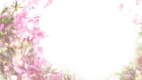 Blossom pink flowers on white background, spring flowers. Soft light color.  Place for your design.
