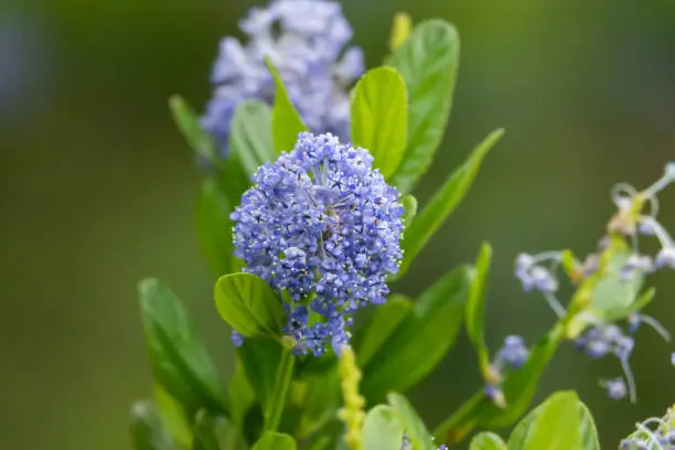 Blueblossum ceanothus (Ceanothus thrysiflorus) flowers in bloom in springtime.