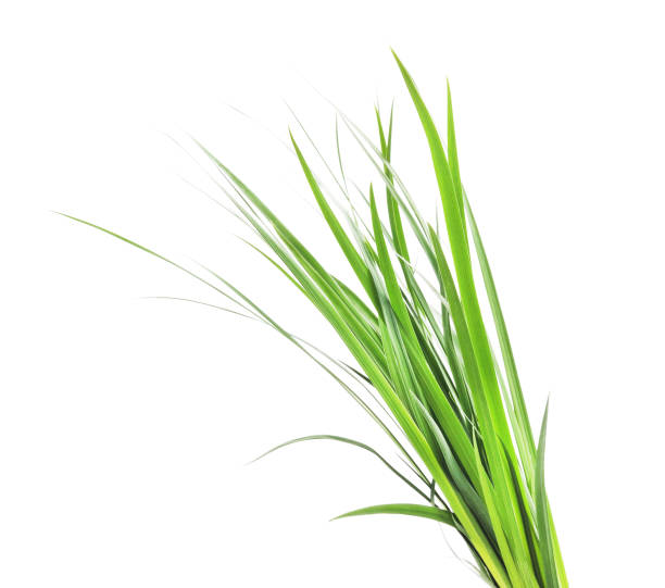 istock Bunch of green grass. 1155484259