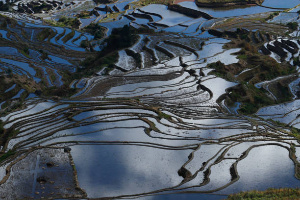 Rice terraces of Yunnan, China stock photo