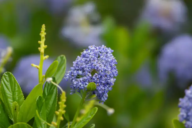 Blueblossum ceanothus (Ceanothus thrysiflorus) flowers in bloom in springtime.