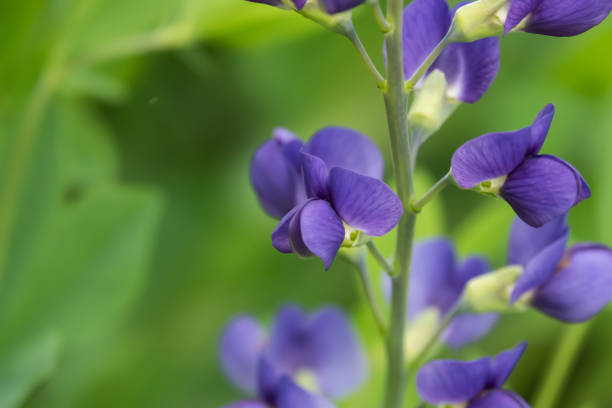 Blue False Indigo Flowers in Bloom in Springtime stock photo