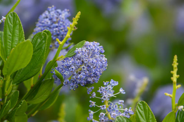 Blueblossum ceanothus (Ceanothus thrysiflorus) flowers in bloom in springtime.