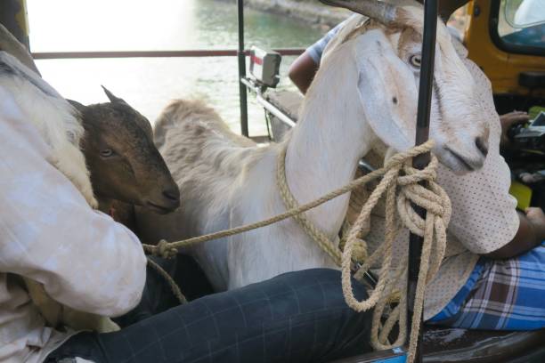 istock Image of tethered goats transported inside auto rickshaw, Kollam, Kerala, India 1155486060