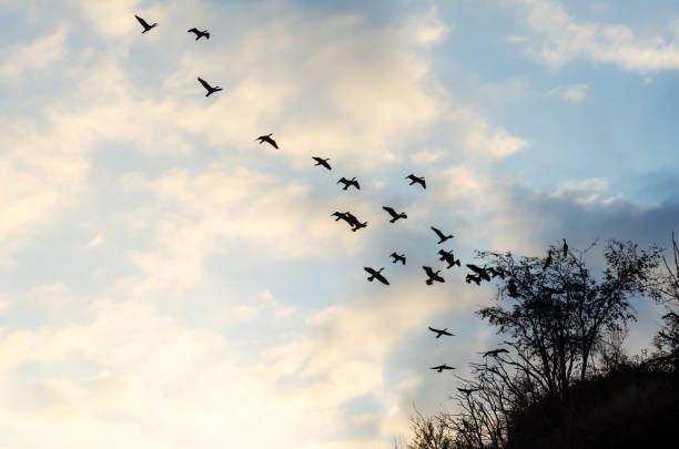 istock flying flock of birds against the blue sky and clouds 1155486216