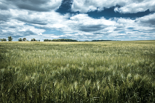 Wheat fields of Haute Saône during the month of May.