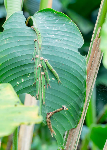 istock Caligo memnon butterfly, caterpillar on a leaf 1155489236