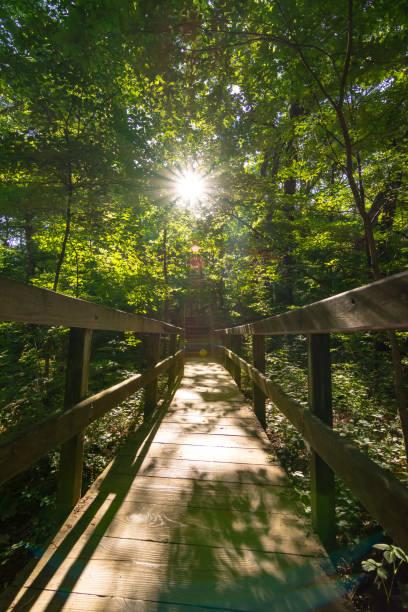 istock Wooden pathway through Starved Rock 1155492559