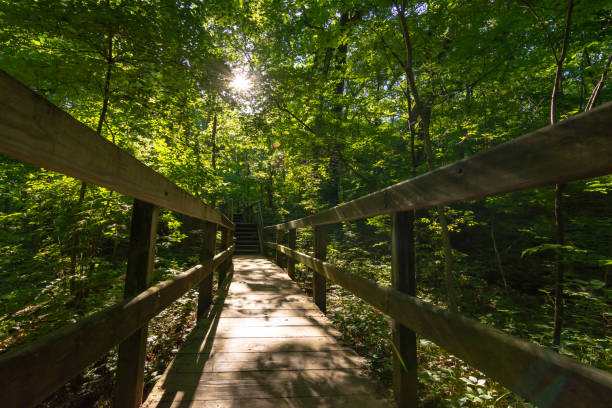 istock Wooden pathway through Starved Rock 1155492971