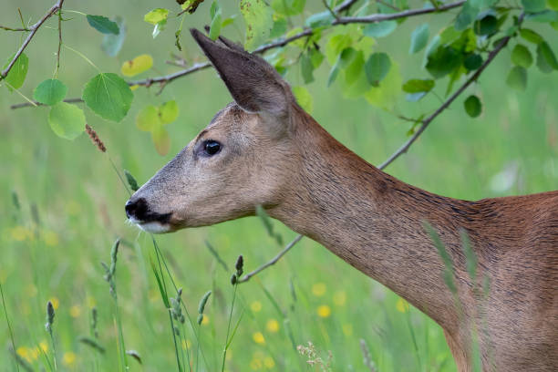 istock Roe deer in forest, Capreolus capreolus. Wild roe deer in nature. 1155493104