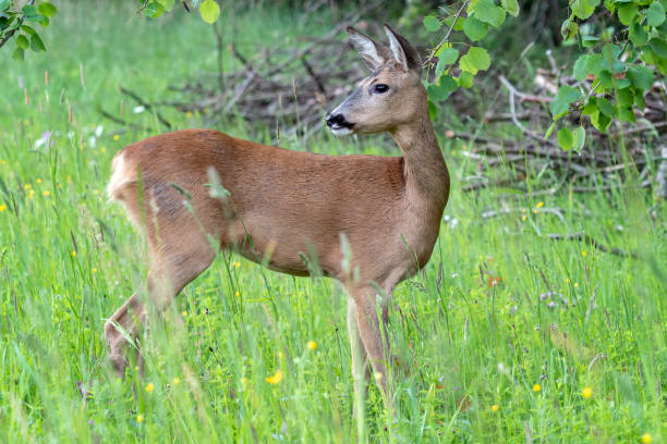istock Roe deer in forest, Capreolus capreolus. Wild roe deer in nature. 1155493106