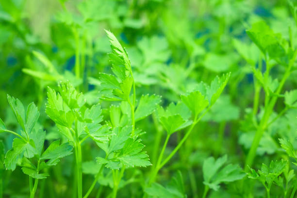 istock parsley growing close-up background texture 1155493845