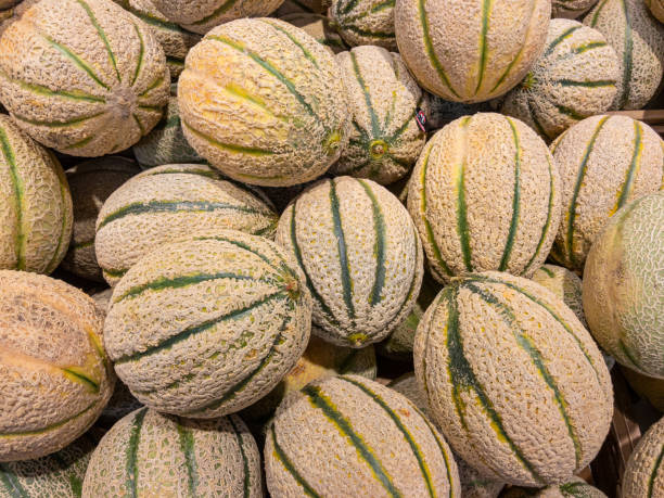 crudo ecológico toscano melón cantaloupe - cantaloupe fotografías e imágenes de stock
