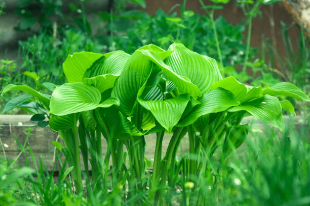 istock host plant leaves in the garden 1155494010