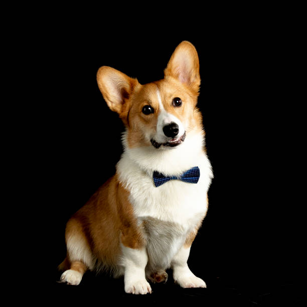 犬 - photography portrait fine art portrait dog ストックフォトと画像