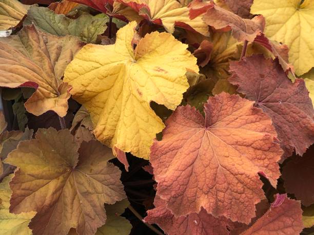 istock Sun coleus leaves, close up 1155495467