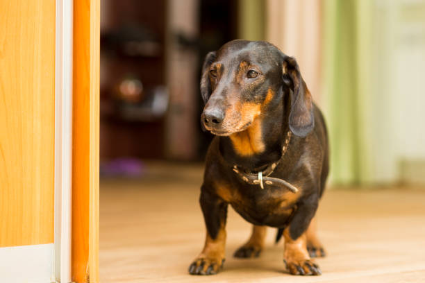 istock Dachshund dog stands on the floor sad 1155495486