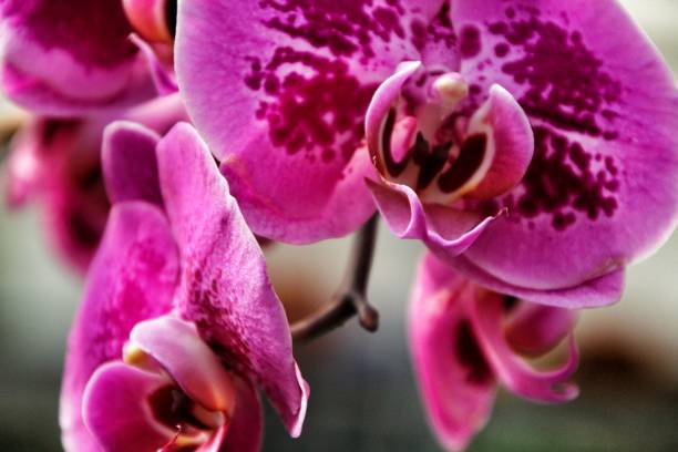 istock Phalenopsis Orchid plants in the garden in Spring 1155495679