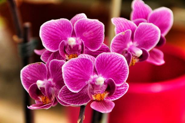 istock Phalenopsis Orchid plants in the garden in Spring 1155495944