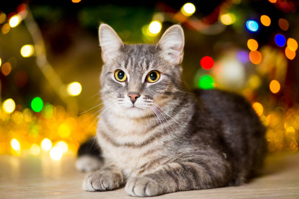 istock Gray young cat without a breed lies near a Christmas tree 1155496122