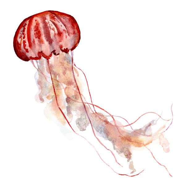 수채화 핑크 해파리. 흰색 배경에 고립 된 수 중 동물 그림. 디자인, 인쇄 또는 배경. - aquarium biology jellyfish nature stock illustrations