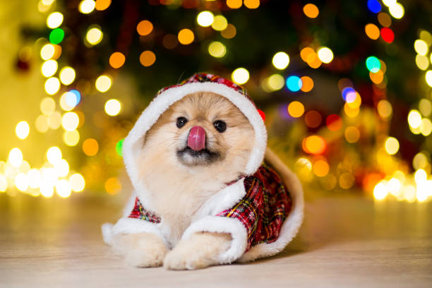 A dog of the Pomeranian dog in a gnome costume near a Christmas tree with garlands A dog of the Pomeranian dog in a gnome costume near a Christmas tree with garlands pomeranian stock pictures, royalty-free photos & images
