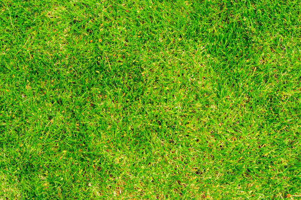 istock texture background of green lawn grass 1155496749