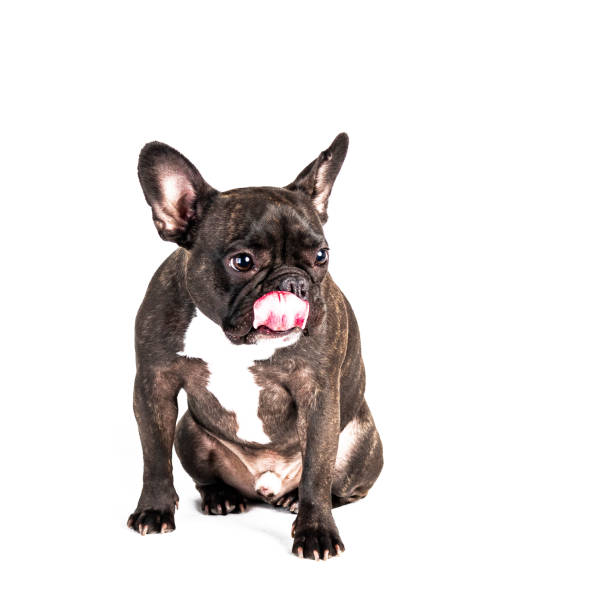 istock Dog Tongues 1155496834