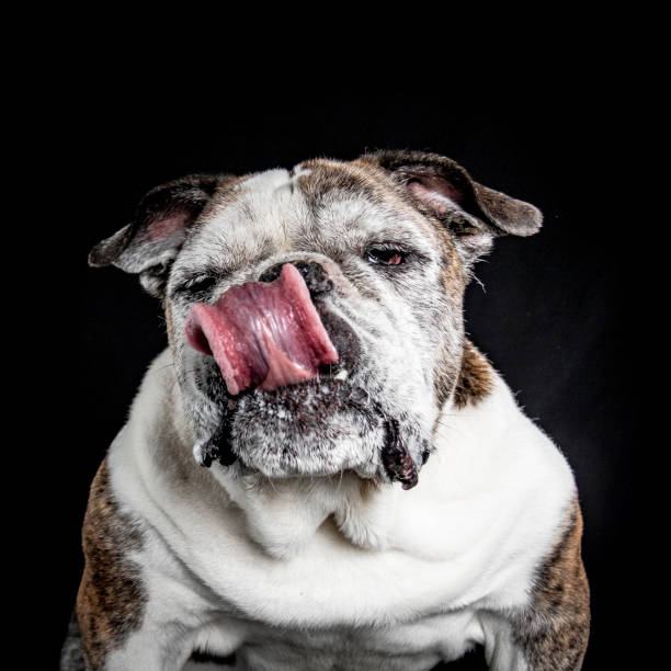 Dog Tongues