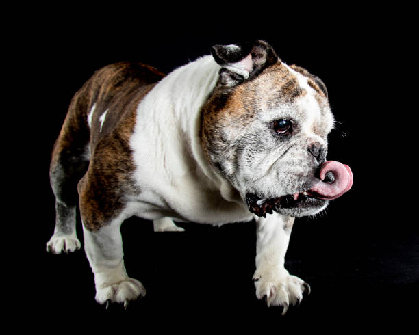 istock Dog Tongues 1155496894