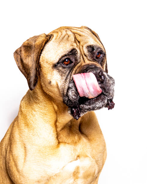 istock Dog Tongues 1155496963