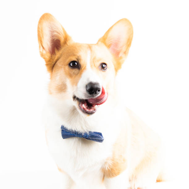 istock Dog Tongues 1155497046