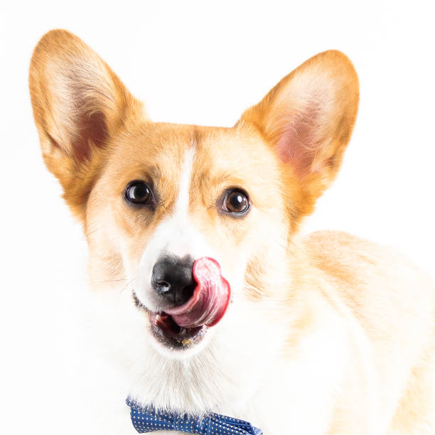 istock Dog Tongues 1155497073