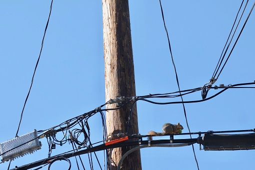 the squirrel tries to eat the green apple on a sunny day in California and looks very beautiful and busy