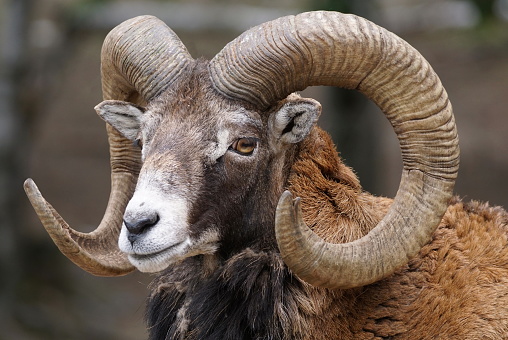 Close up portrait of a mouflon with big curved horns