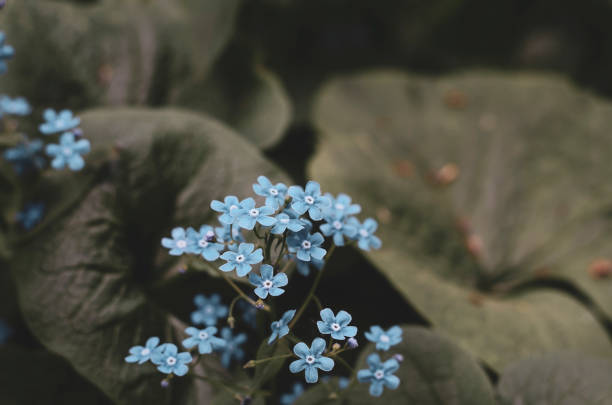 istock Forget-me-not flower. Summer bloom. Bokeh effect. Close-up. 1155499137