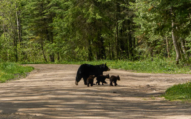 Wild American Black Bear Mother and Cubs in the Dense Forest of Northern Minnesota USA Wild American Black Bear mother and cubs in the dense forests of Northern Minnesota, USA. black bear cub stock pictures, royalty-free photos & images