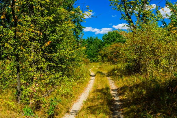 istock Dirt road in a forest on summer 1155500702