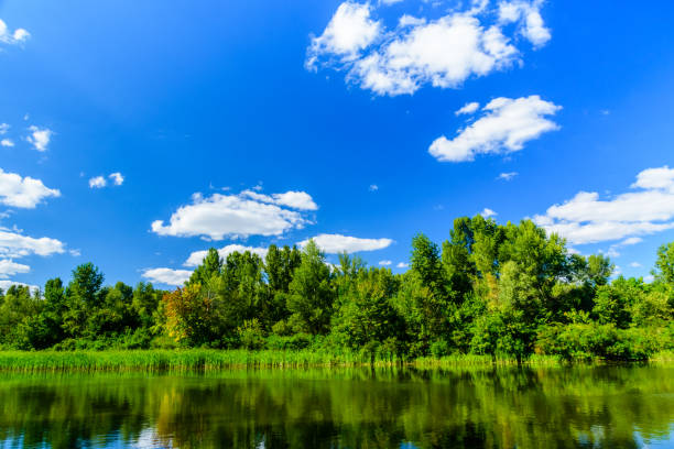 istock Summer landscape with the green trees and river 1155500705