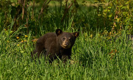 Wild American Black Bear baby cub in the dense forests of Northern Minnesota, USA.